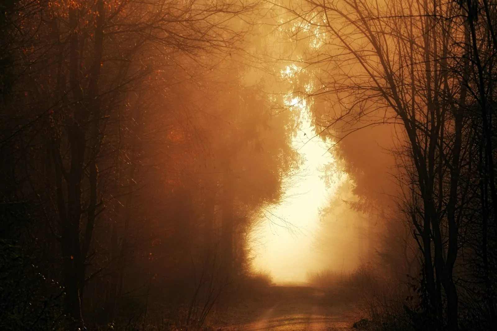 A quiet road passing through a sunlit forest